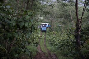 Asiknya Menjelajah Kebun Kopi di Perkebunan Kopi Banaran