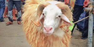 Festival Domba, Siasat Cantik Warga Kaki Gunung Sumbing Tingkatkan Ekonomi